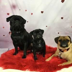 Meet your Posher, Barb